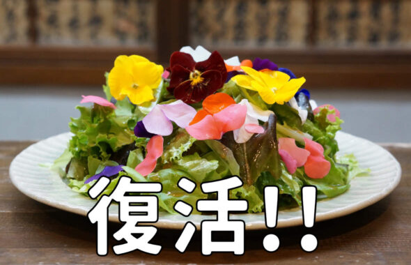 お雛さまの花畑